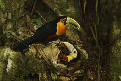 Close-up of bird perching on a tree