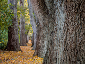 Trees growing in forest during autumn