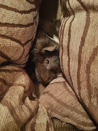 Close-up of guinea pig in pillows