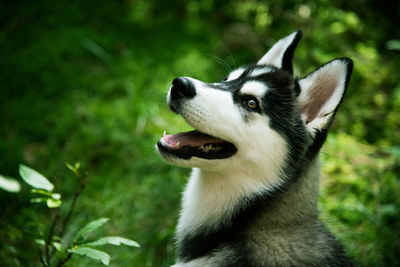 Close-up of dog