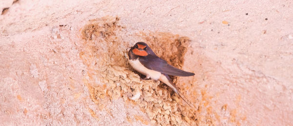 A swallow next to her nest inside a tunnel.