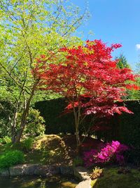 Low angle view of flowering tree against sky