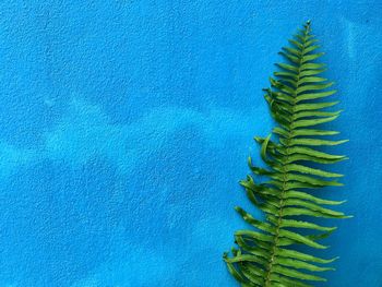 Close-up of plants by swimming pool