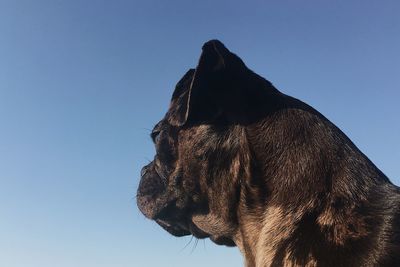 Close-up of a dog looking away against clear sky