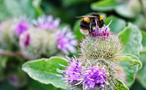 Close-up of honey bee on purple flower