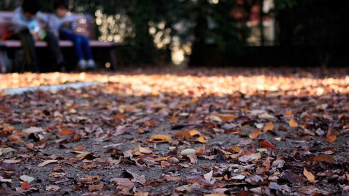 Close-up of fallen autumn leaves in forest