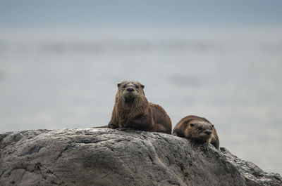 Otters on rock by sea