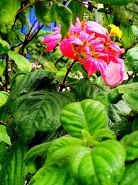 Close-up of flower blooming outdoors