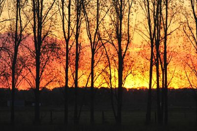 Silhouette trees in forest during sunset