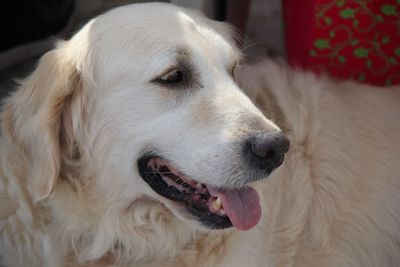 Close-up of dog looking away