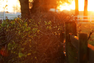 Close-up of plant growing on field at sunset