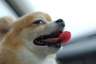 Close-up of dog looking away