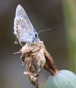 Close-up of butterfly on flower