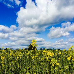 Flowers growing in field against cloudy sky