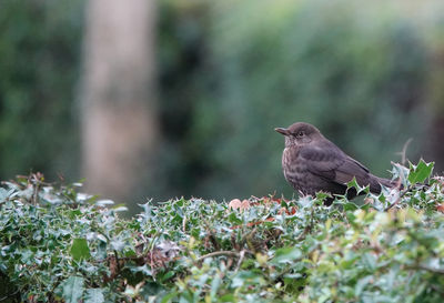 Close-up of bird perching on a hedge 