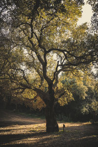 Trees on field