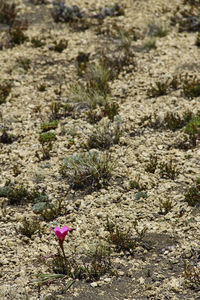 Close-up of flowers growing in field