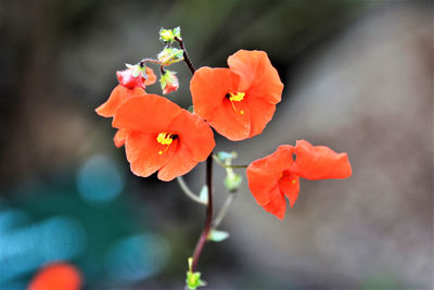 Close-up of red flowering plant