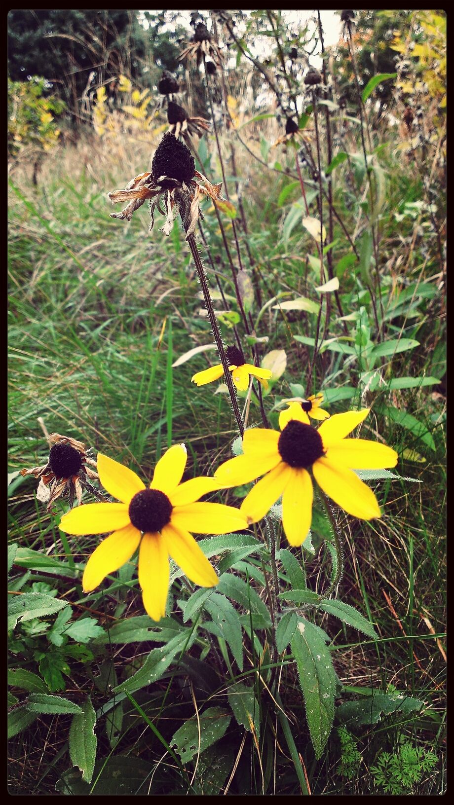 Black-eyed susans