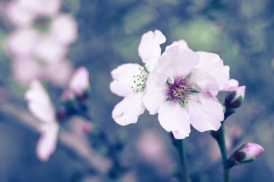 Close-up of cherry blossoms