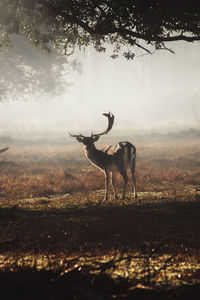 Deer on a field