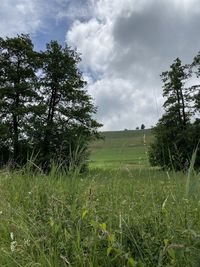 Trees on field against sky