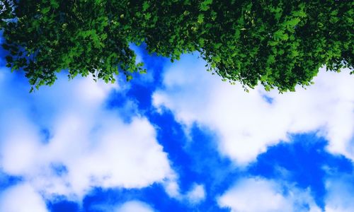 Low angle view of trees against blue sky