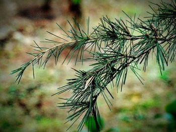 Close-up of plant against blurred background