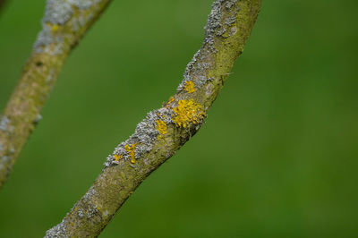 Close-up of branches against blurred background