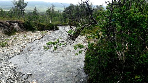 Plants growing on riverbank