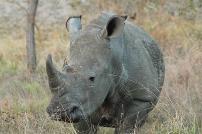 Close-up portrait of rhino.