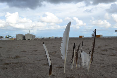 Feathers stuck in sandy beach against cloudy sky
