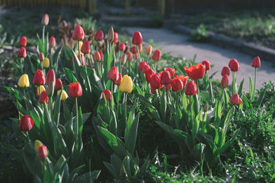 Close-up of red tulip flowers in field