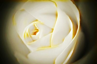 Close-up of white rose