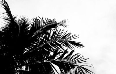 Low angle view of palm trees against clear sky