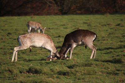 Deer grazing on field
