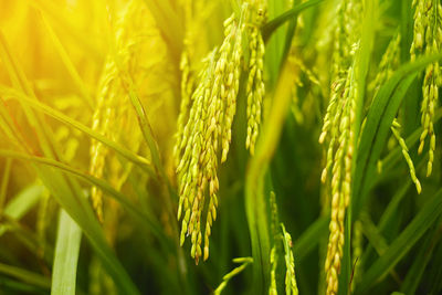 Close-up of wheat growing on field