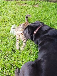 High angle view of cat on field