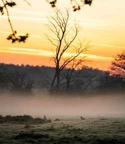 Silhouette trees on field against sky during sunset