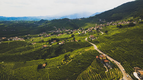 Scenic view of agricultural field against sky