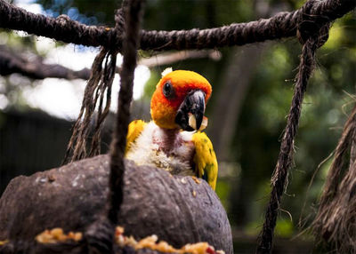 Baby parrot bird