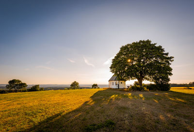 Tree on field against sky