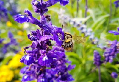 Close-up of bee on purple flowers