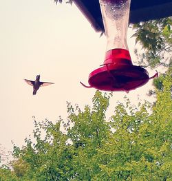 Low angle view of bird flying against clear sky