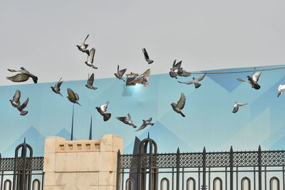 Low angle view of seagulls flying against clear sky