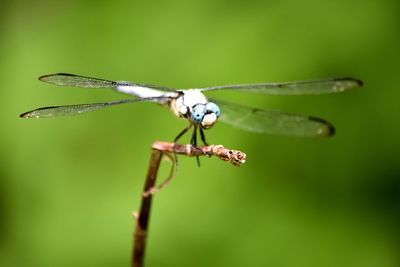 Close-up of dragonfly on plant