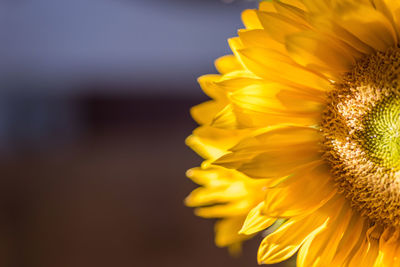 Close-up of sunflower