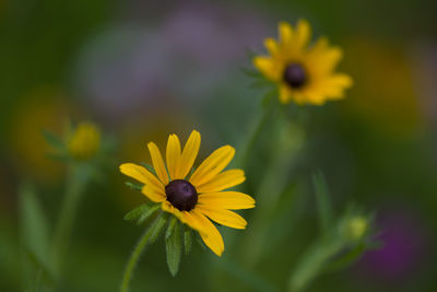 Close-up of yellow flower