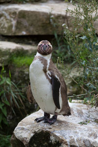 Humboldt penguin perching on rock