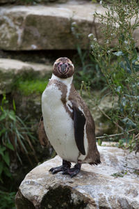 Close-up of bird perching on rock